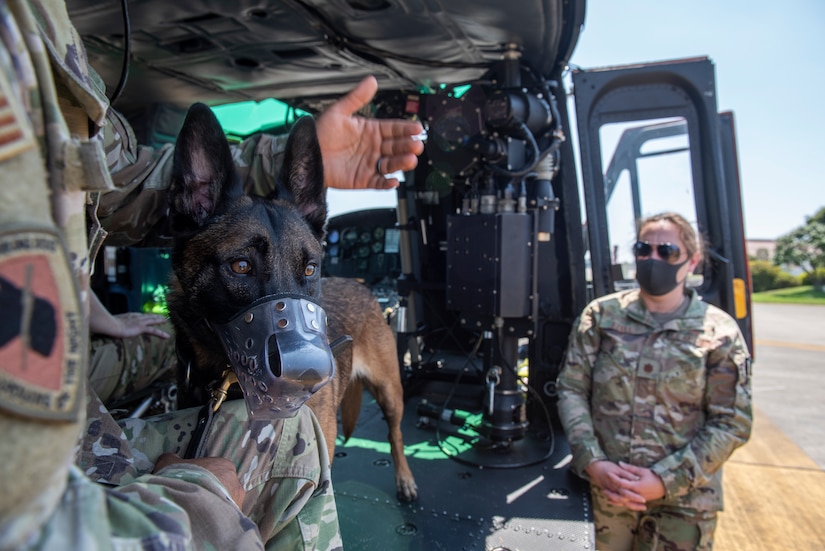 Staff Sgt. Mario Hernandez, 374th Security Forces Squadron military working dog handler, participates in a UH-1N Iroquois familiarization, August 20, 2020, at Yokota Air Base, Japan. During the training, 374th SFS military dog handlers familiarized themselves with 459th Airlift Squadron mobility assets. (U.S. Air Force photo by Staff Sgt. Juan Torres)