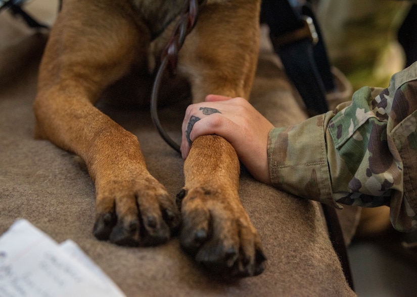 Staff Sgt. Ashleigh Green, 374th Security Forces Squadron military working dog handler, calms Rroswell, 374th SFS military working dog, during a C-12J Huron, K-9 evacuation training scenario, August 20, 2020, at Yokota Air Base, Japan. This training provided the teams an opportunity to strengthen sister service ties during a joint training scenario. (U.S. Air Force photo by Staff Sgt. Juan Torres)