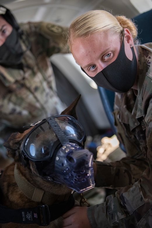 Staff Sgt. Ashleigh Green, 374th Security Forces Squadron military working dog handler, participates in a C-12J Huron, K-9 evacuation training scenario, August 20, 2020, at Yokota Air Base, Japan. Airmen assigned to the 374th SFS and 18th Aeromedical Evacuation Squadron practiced K-9 evacuation procedures and best practices. (U.S. Air Force photo by Staff Sgt. Juan Torres)