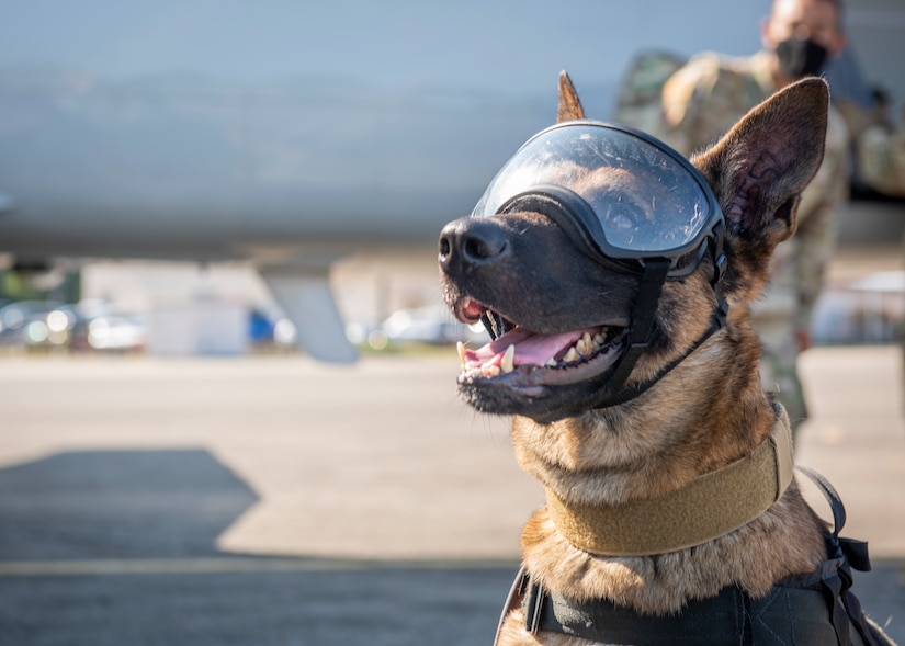 Rroswell, 374th Security Forces Squadron military working dog, participates in a C-12J Huron, K-9 air evacuation training, August 20, 2020, at Yokota Air Base, Japan. Airmen assigned to the 374th SFS and 18th Aeromedical Evacuation Squadron practiced K-9 evacuation procedures and best practices. (U.S. Air Force photo by Staff Sgt. Juan Torres)