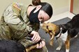 Layla, a beagle, sniffs Spc. Stacey Martin, noncommissioned officer in charge of the Camp Zama Veterinary Treatment Facility, as she clips the nails of Roxy, a shepherd mix, during an appointment at the facility at Camp Zama, Japan, Aug. 25.