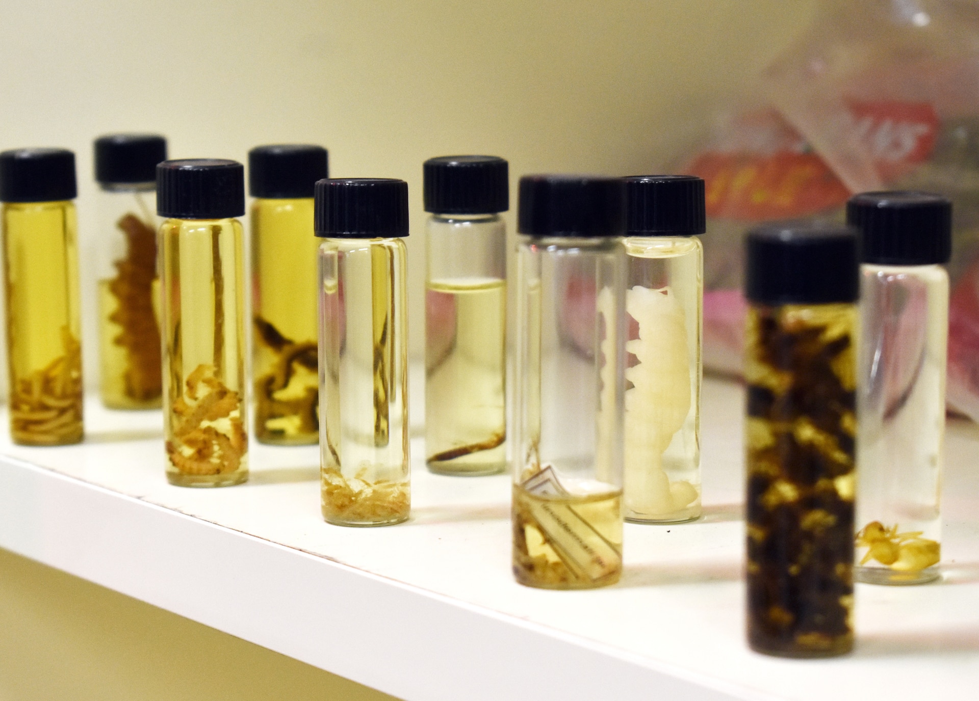 Specimens of insects and other creatures stand on display in the entomology offices of the Public Health Command-Pacific headquarters at Camp Zama, Japan, July 10, 2020.