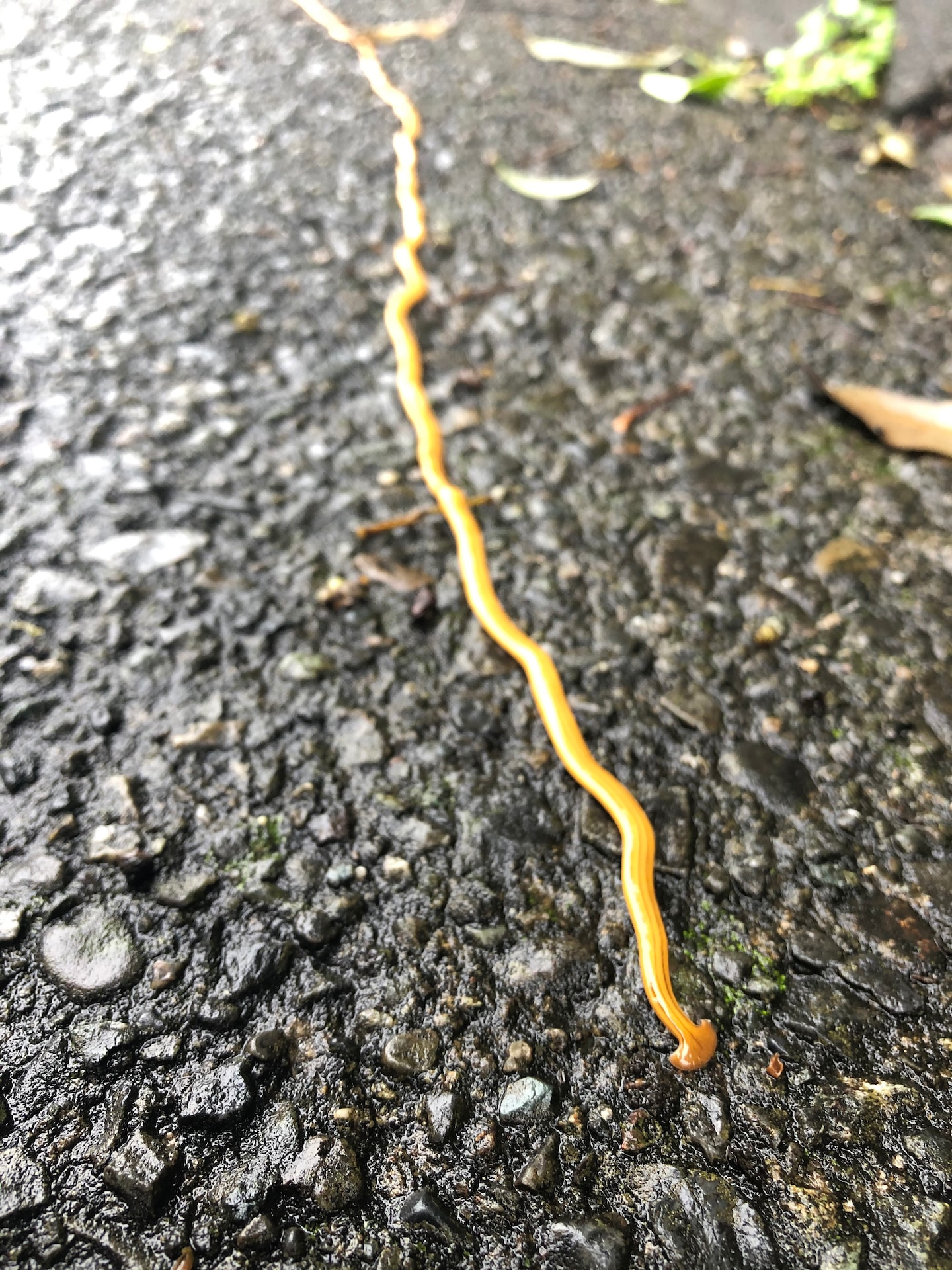A hammerhead worm makes its way along pavement on Camp Zama, Japan, July 17, 2020. 

Photo by Dustin Perry, U.S. Army Garrison Japan Public Affairs