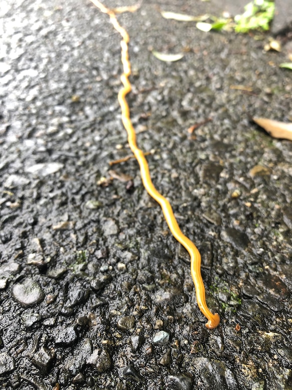A hammerhead worm makes its way along pavement on Camp Zama, Japan, July 17, 2020. 

Photo by Dustin Perry, U.S. Army Garrison Japan Public Affairs