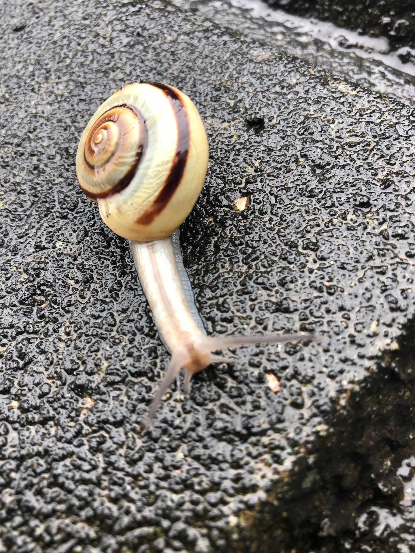 A Japanese land snail from the Genus Euhadra moves on Camp Zama, Japan, July 18, 2020.

Photo by Dustin Perry, U.S. Army Garrison Japan Public Affairs