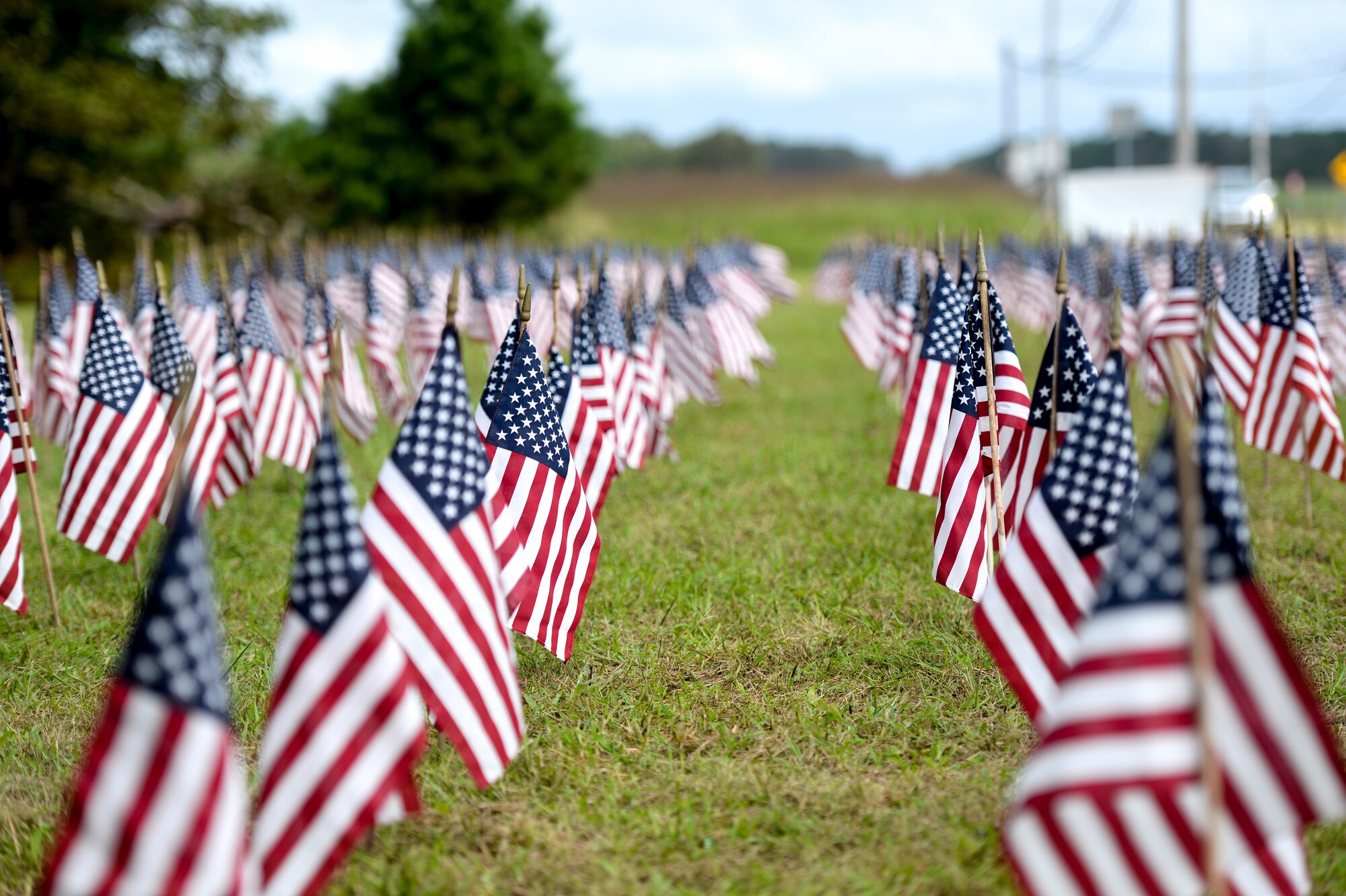 A photo of American flags placed in the ground.