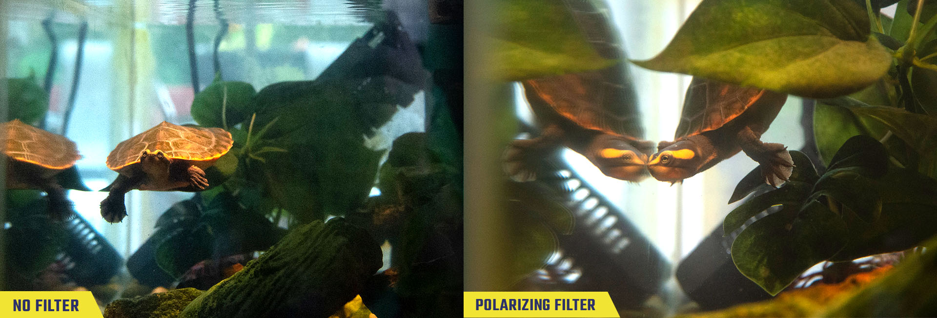 Lens Filter Basics Dinfos Pavilion Article