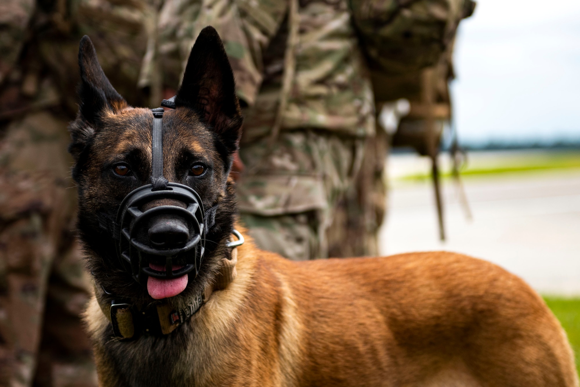 Photo of military working dog posing for a photo.