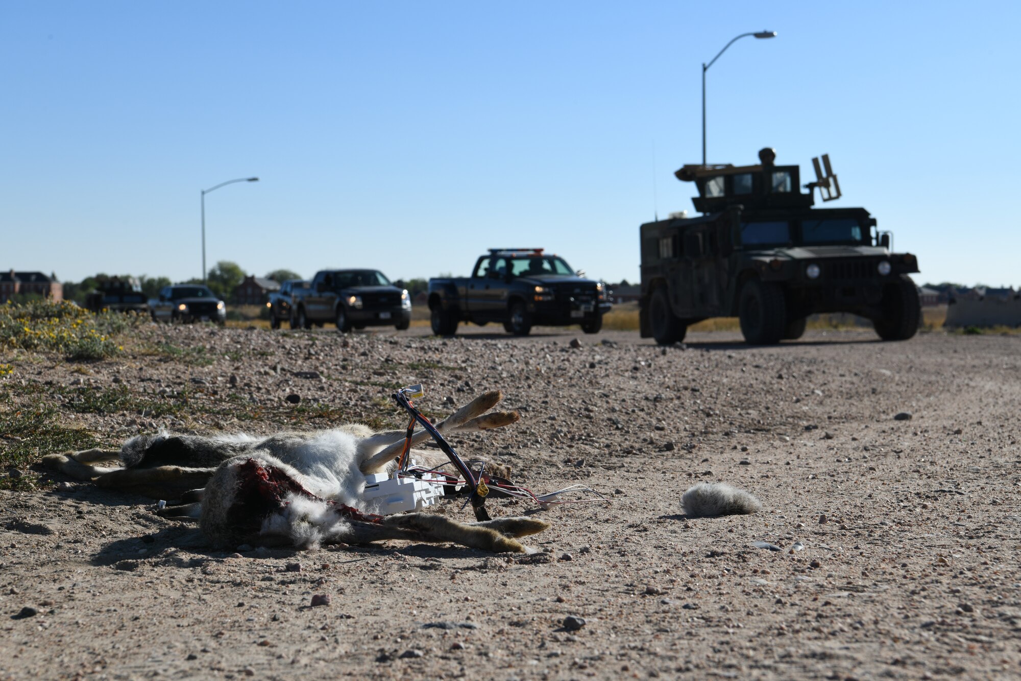 Rabbit carcass used as IED