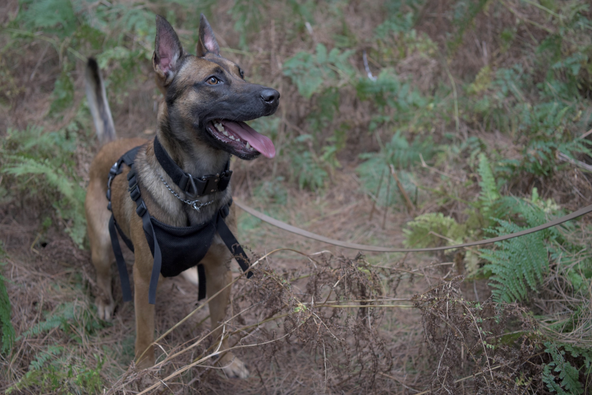 Military working dog