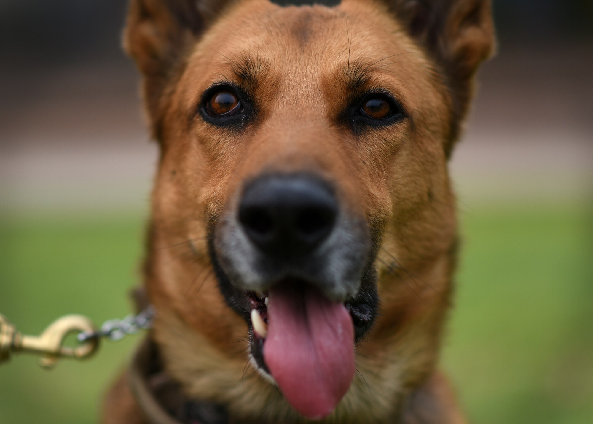 photo of a military working dog with its tongue hanging out