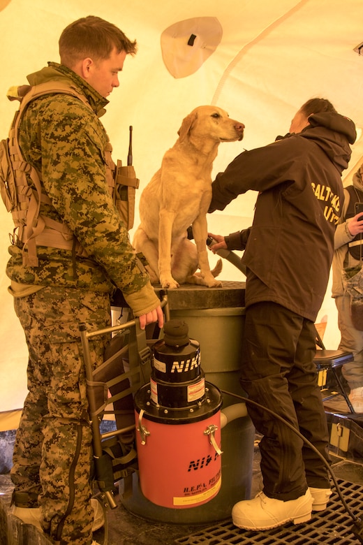 A Federal Emergency Management Agency search and rescue K9 team conducts a search and extraction training event in which they are tasked with finding and assisting hypothetical casualties in a scenario in which a helicopter crashed into a hotel during exercise Arctic Eagle 2020 on Fort Wainwright, Alaska, Feb. 24. This event is designed to train participating agencies to conduct sustained operations in extreme cold-weather conditions. (U.S. Army National Guard photo by Spc. Grace Nechanicky)