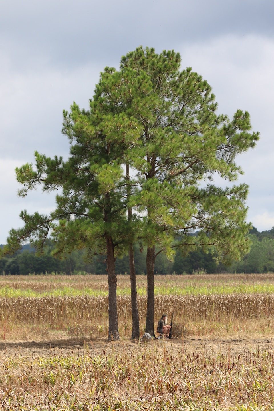 Man sits under tree