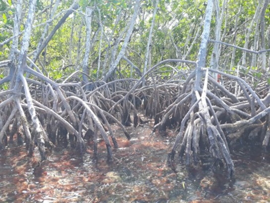 Rhizophora mangle (red mangroves) in Islamorada, Fla., USA.