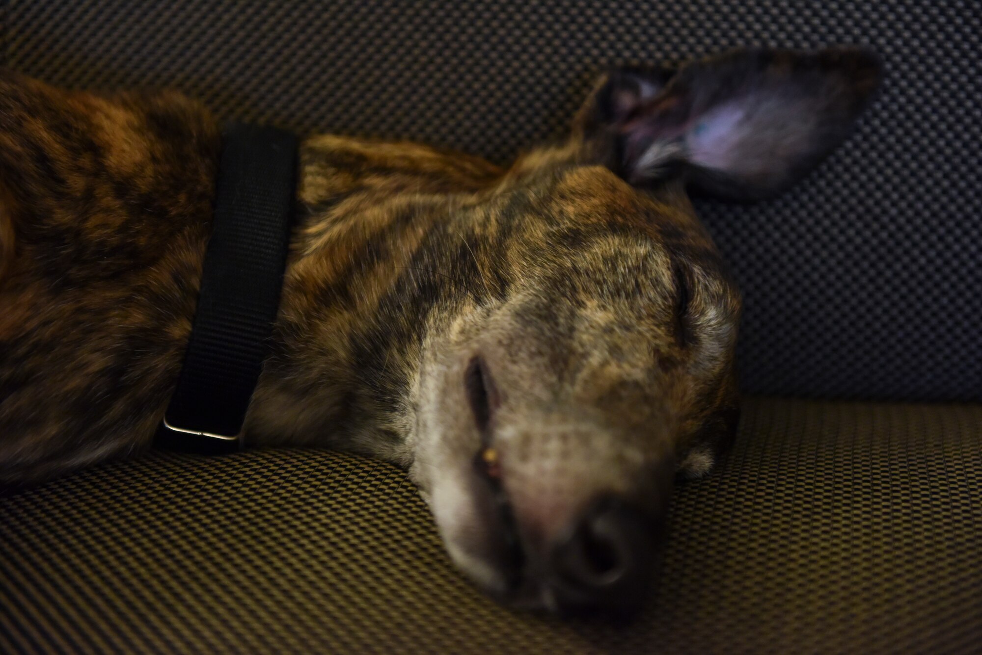 Boris, animal assisted activities dog partnered with Michael D. Zimmerman, director of the Psychological Health Program for the 911th Airlift Wing, sleeps on a couch at the Pittsburgh International Airport Air Reserve Station, Pennsylvania, Sept. 11, 2020.