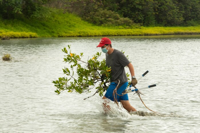 A volunteer removes an invasive plant from the Nu‘upia Ponds during a Weed Warriors event aboard Marine Corps Base Hawaii, July 25, 2020.  Weed Warriors is a bi-monthly event held by the MCBH environmental staff to remove invasive plant species and debris from the Nu‘upia Ponds wetlands wildlife management area. (U.S. Marine Corps Photo by Lance Cpl. Shane Linder)