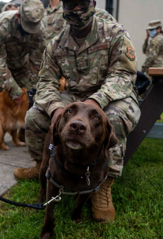 Senior Airman Khalil Myers, 436th Civil Engineer Squadron water and fuel journeyman, pets Mallie, a trained therapy dog from Tri-State Canine Response Team Sept. 17, 2020, at Dover Air Force Base, Delaware. Multiple therapy dogs from Tri-State Canine were able to visit dorm residents and other Airmen as part of the Fall Wingman Day Series. (U.S. Air Force photo by Airman 1st Class Faith Schaefer)