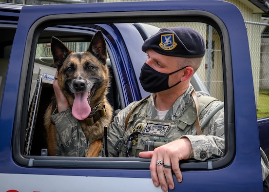 U.S. Air Force Staff Sgt. Anthony Rescheka, a 35th Security Forces Squadron military working dog handler, conducts controlled aggression tactics with Bella, a MWD, on Senior Airman Dylan White, a 35th SFS MWD handler, during a demonstration at Misawa Air Base, Japan, Sept. 17, 2020. Working dog handlers with the 35th Security Forces Squadron's K-9 unit display the skills of their dogs during a demonstration for Chief Master Sgt. Rick Winegardner Jr, the U.S. Forces Japan command chief. Military working dogs train in phases of controlled aggression, which consist of field interviews, pursuit and attacks, search and escorts, search and re-attacks, and stand-offs. (U.S. Air Force photo by Airman 1st Class China M. Shock)