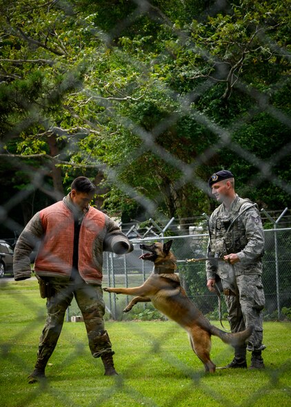 U.S. Air Force Staff Sgt. Amanda Puryear, a 35th Security Forces Squadron military working dog handler, instructs Chief Master Sgt. Rick Winegardner Jr., the U.S. Forces Japan command chief, before a demonstration at Misawa Air Base, Japan, Sept. 17, 2020. Working dog handlers with the 35th Security Forces Squadron's K-9 unit display the skills of their dogs during a demonstration for Chief Master Sgt. Rick Winegardner Jr, the U.S. Forces Japan command chief. The dogs train on how to detect explosives and narcotics as well as perform controlled aggression tactics when detaining suspects. (U.S. Air Force photo by Airman 1st Class China M. Shock)