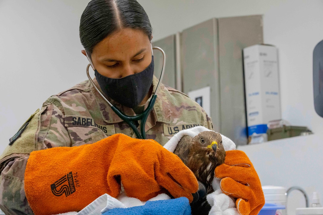 A soldier uses a stethoscope to check a bird’s heartbeat.