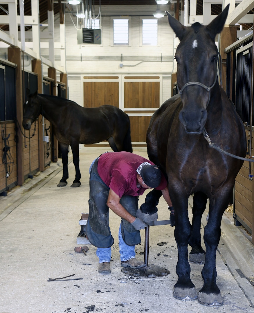 Rodney "Skip" Burgess, a farrier, files the shoe of U.S. Army North Caisson horse Munemori at the Fort Sam Houston Caisson stable at Joint Base San Antonio-Fort Sam Houston Sept. 21.