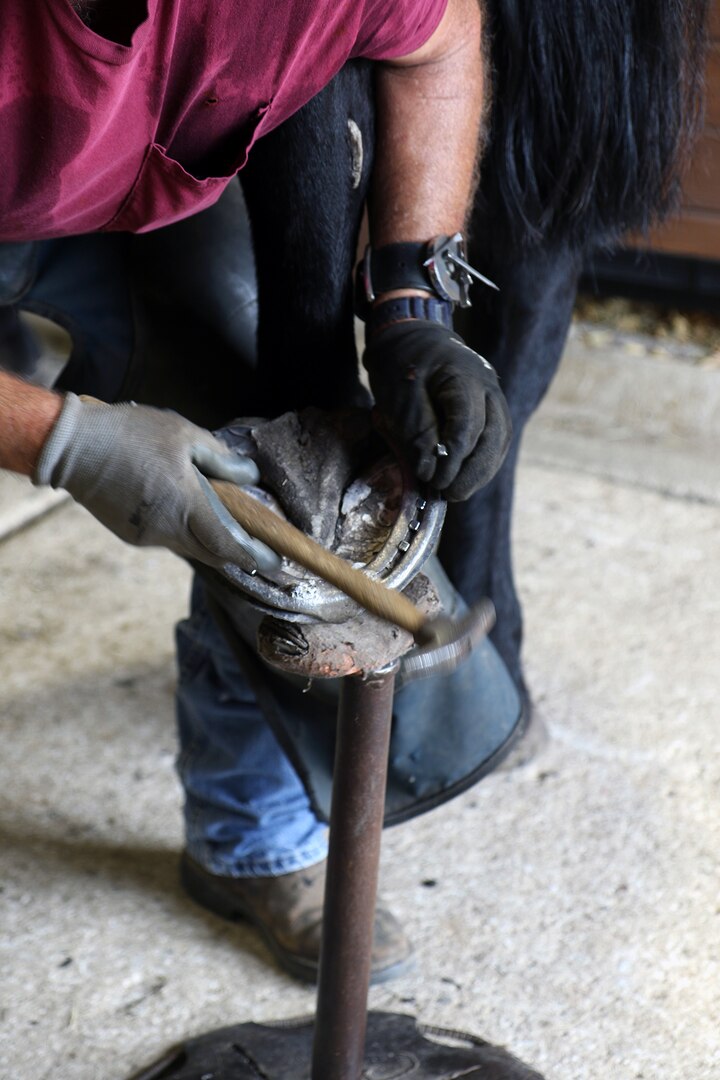 Rodney "Skip" Burgess, a farrier, prepares to nail a horseshoe onto the hoof of U.S. Army North Caisson horse Munemori at the Fort Sam Houston Caisson stable at Joint Base San Antonio-Fort Sam Houston Sept. 21.