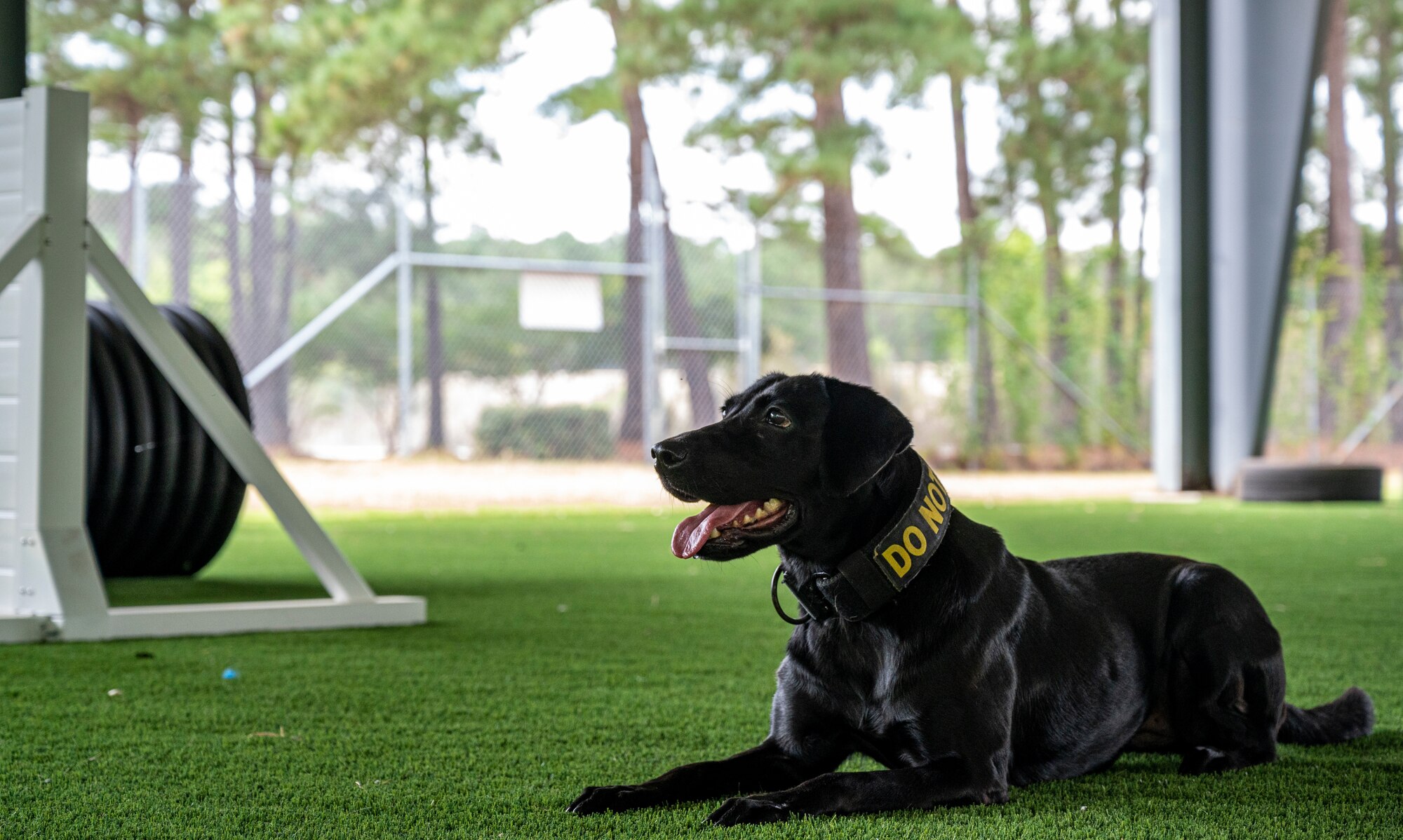 A photo of a military working dog.