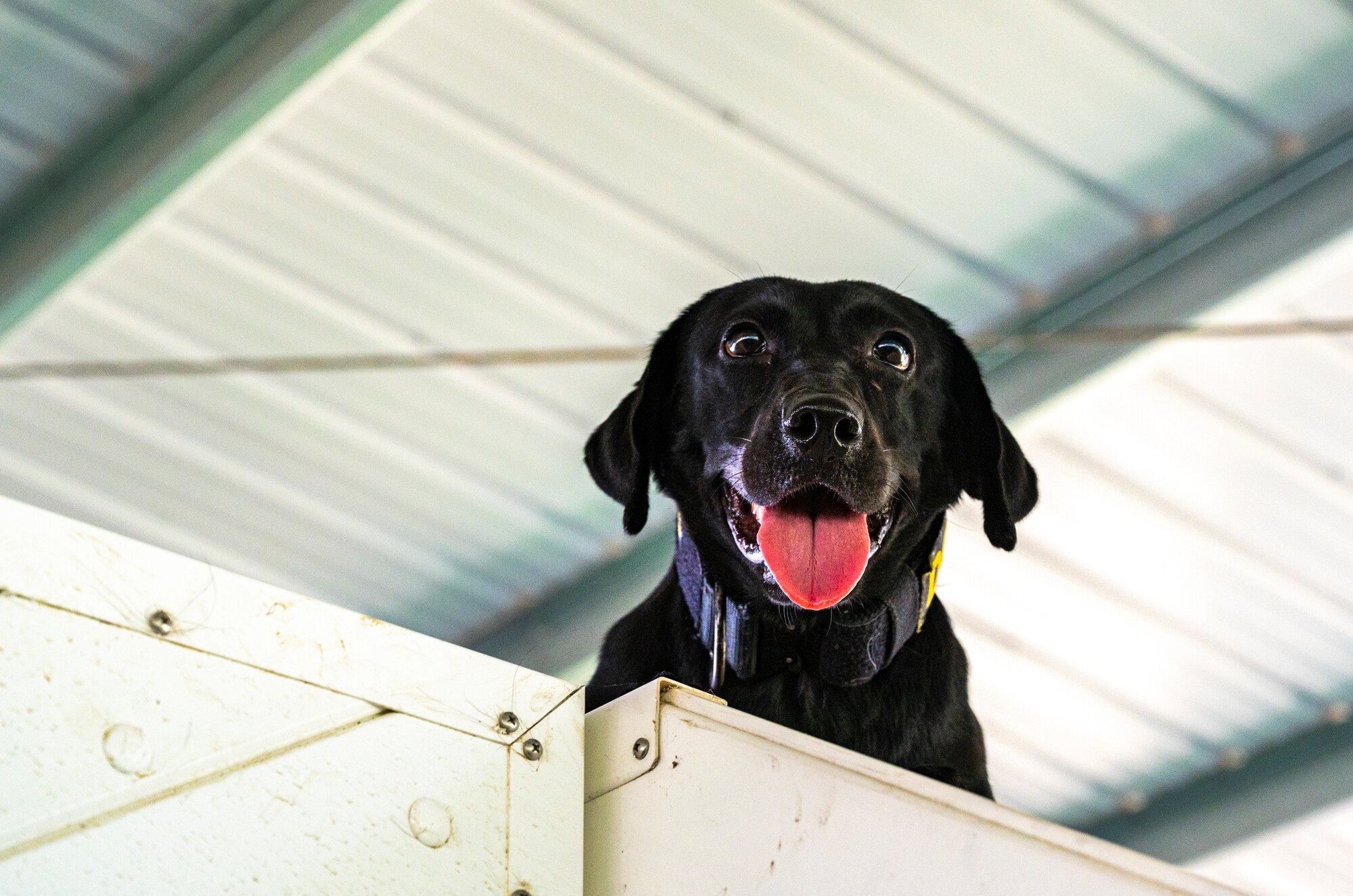 A photo of a military working dog.