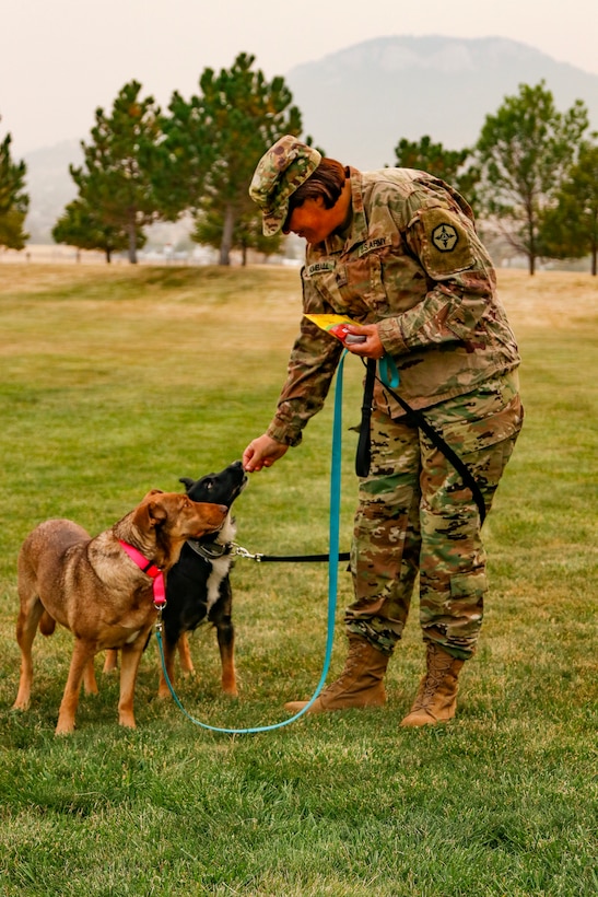 From Poland, with love: Army Reserve Soldiers return home with military rescue dogs