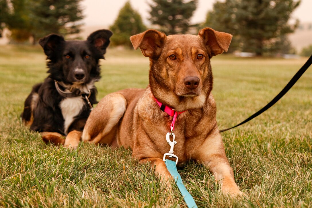 From Poland, with love: Army Reserve Soldiers return home with military rescue dogs