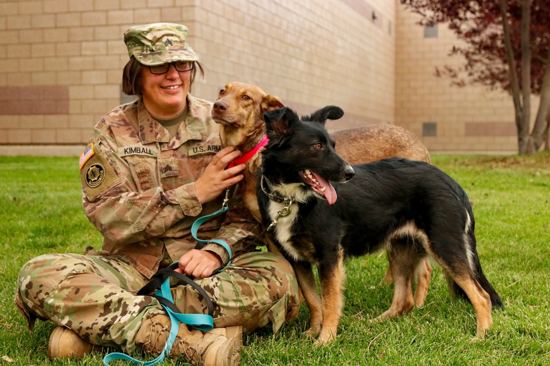 From Poland, with love: Army Reserve Soldiers return home with military rescue dogs