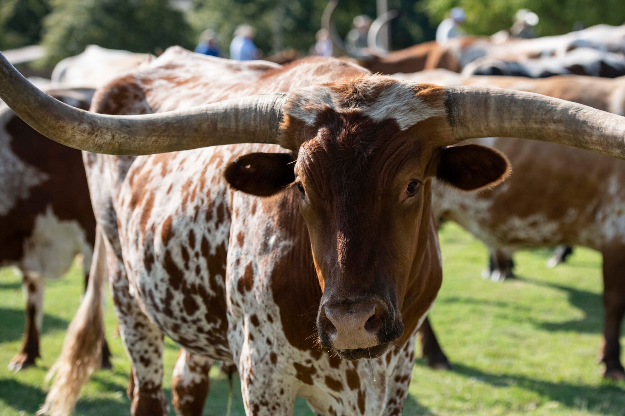 22nd Annual Cattle Drive.
