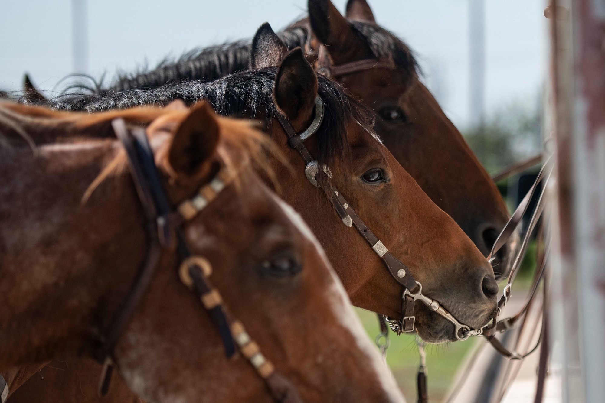 22nd Annual Cattle Drive.