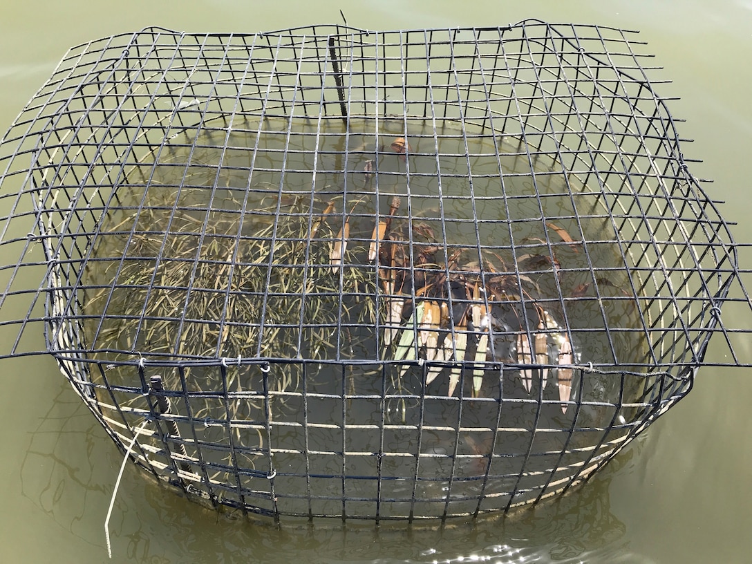 Lewisville Lake Fisheries Restoration Project