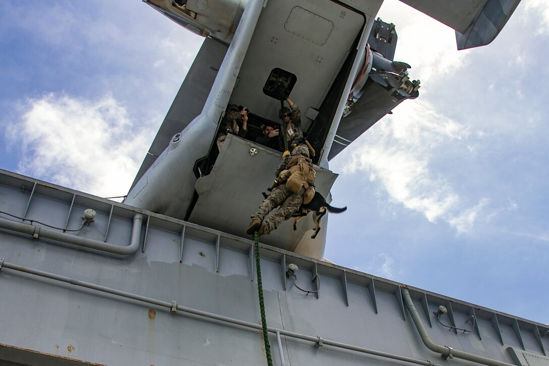 A Marine carries a military working dog while rappelling from an aircraft.