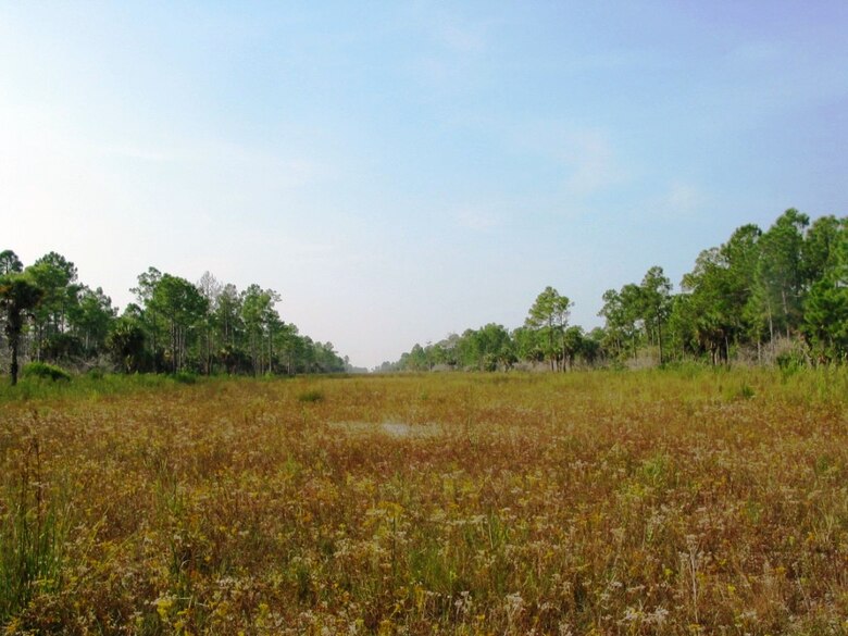 Photo of a place where you can walk on water in Picayune Strand at a location where pioneer vegetation grows in a restored canal in Picayune Strand