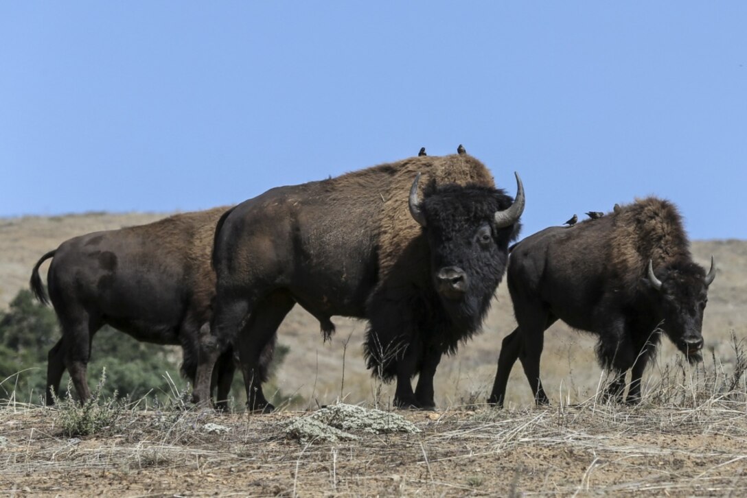 An American bison herd roams the hills on Marine Corps Base Camp Pendleton, California, Oct. 1, 2019. The San Diego Zoo gifted 14 bison to Camp Pendleton in 1973. As of today, there are approximately 90 bison aboard the base. Of the two wild conservation herds of bison in the state of California, one of them is at Camp Pendleton. (Marine Corps Photo by Lance Cpl. Andrew Cortez)