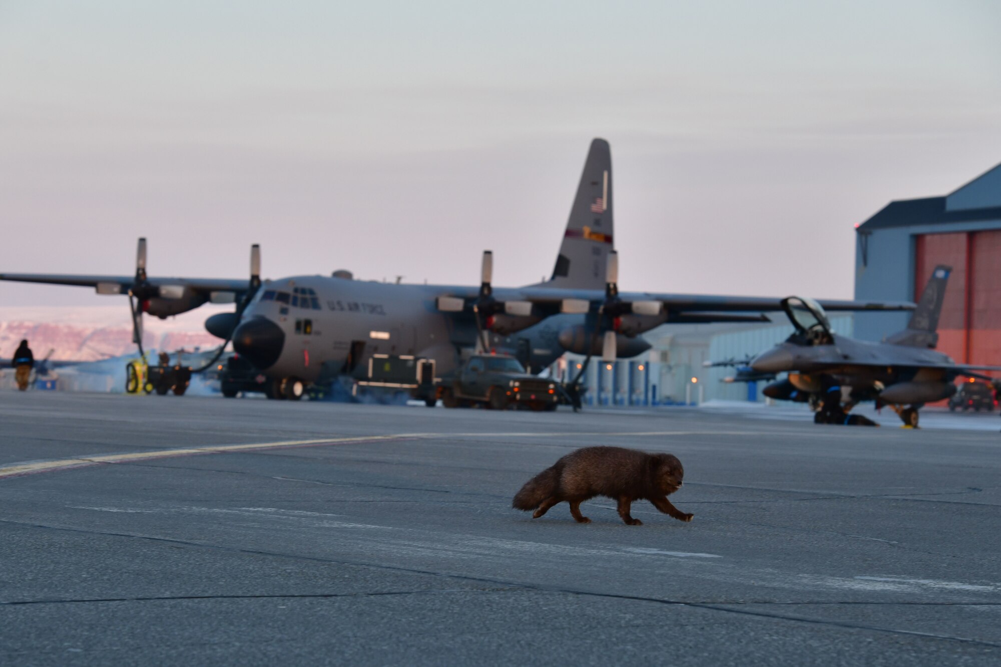 Arctic fox scurries across the flight line at Thule Air Base, Greenland during North American Aerospace Defense Command’s Arctic air defense exercise, Amalgam Dart 21-2, March 22, 2021.