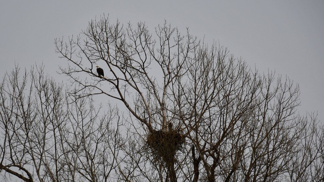 Nesting bald eagles discovered at Perry Lake's Slough Creek Park.