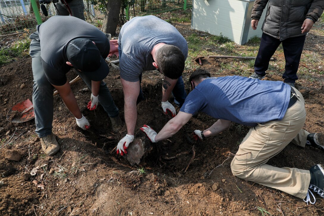 U.S. Marines with U.S. Marine Corps Forces – Korea remove a tree stump during a volunteer event at Sunrin Orphanage, Pohang, South Korea, March 13, 2021. The trees had fallen down last fall due to a strong typhoon and the rocks had become safety hazards for the children. The event encapsulates the strong bond between the Marine Corps and the orphanage that began with its founding in 1952. (U.S. Marine Corps photo by Sgt. Ash McLaughlin)