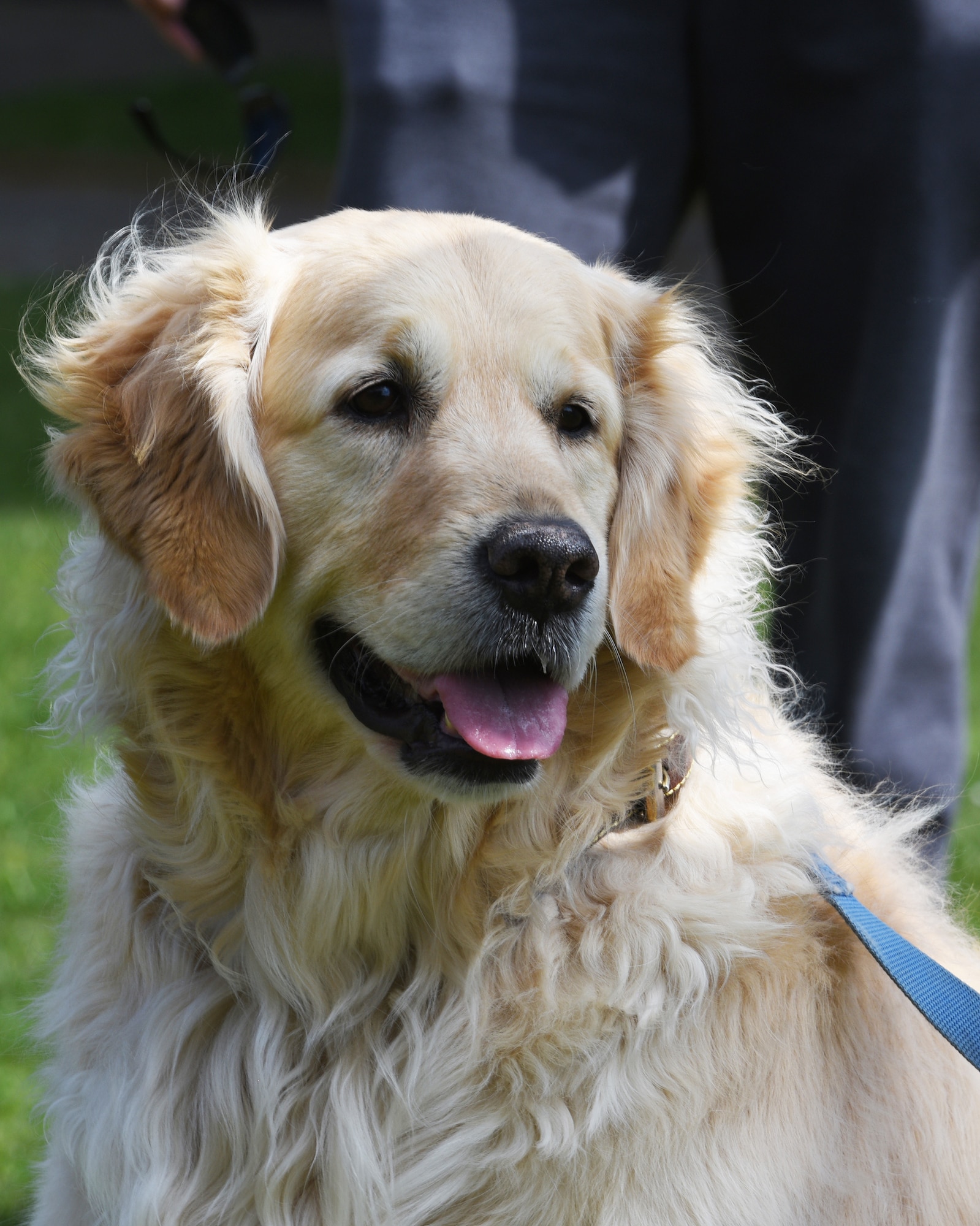 Max, one of the two dogs who make up Dogs in the Dorms, sits among dormitory residents at Spangdahlem Air Base, Germany, April 2, 2021. The program gives junior enlisted Airmen a chance each month to play with the dogs. (U.S. Air Force photo by Tech. Sergeant Tony Plyler)