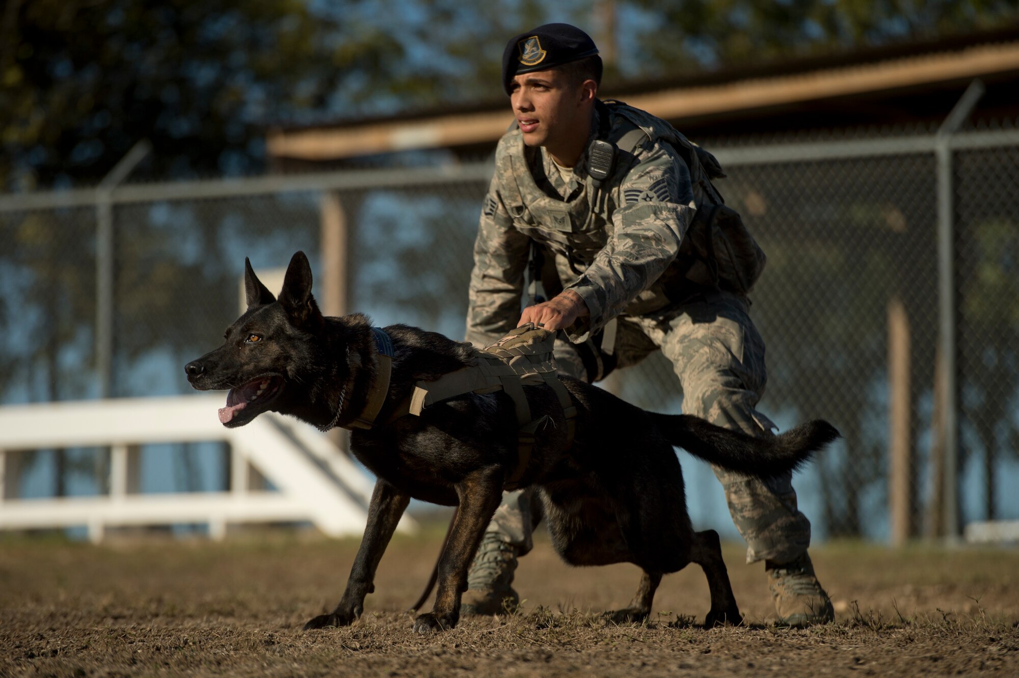 Staff Sgt. Mark Devine, a military working dog handler from the 802nd Security Forces Squadron, prepares to release JJany during a controlled aggression exercise at Joint Base San Antonio-Lackland. Devine and military working dog handlers assigned to JBSA-Lackland fulfill daily law enforcement requirements or train to remain mission-ready. (U.S. Air force photo/Staff Sgt. Vernon Young Jr.)