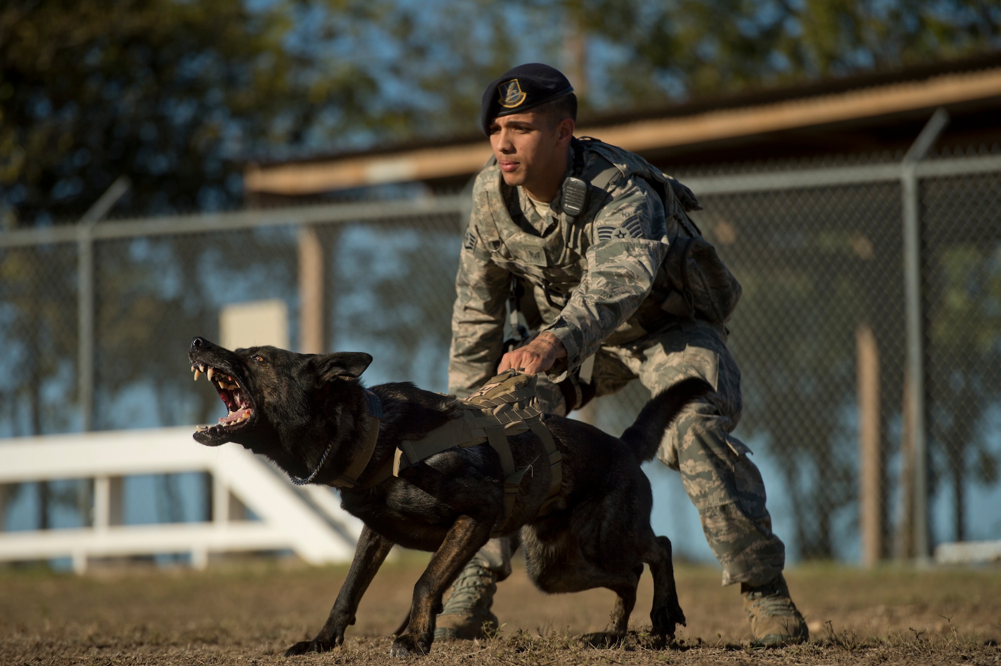 Staff Sgt. Mark Devine prepares to release JJany during a controlled aggression exercise at Joint Base San Antonio-Lackland. Devine is a , a military working dog handler assigned to the 802nd Security Forces Squadron. Military working dog handlers assigned to JBSA-Lackland fulfill daily law enforcement requirements or train to remain mission-ready. (U.S. Air force photo/Staff Sgt. Vernon Young Jr.)