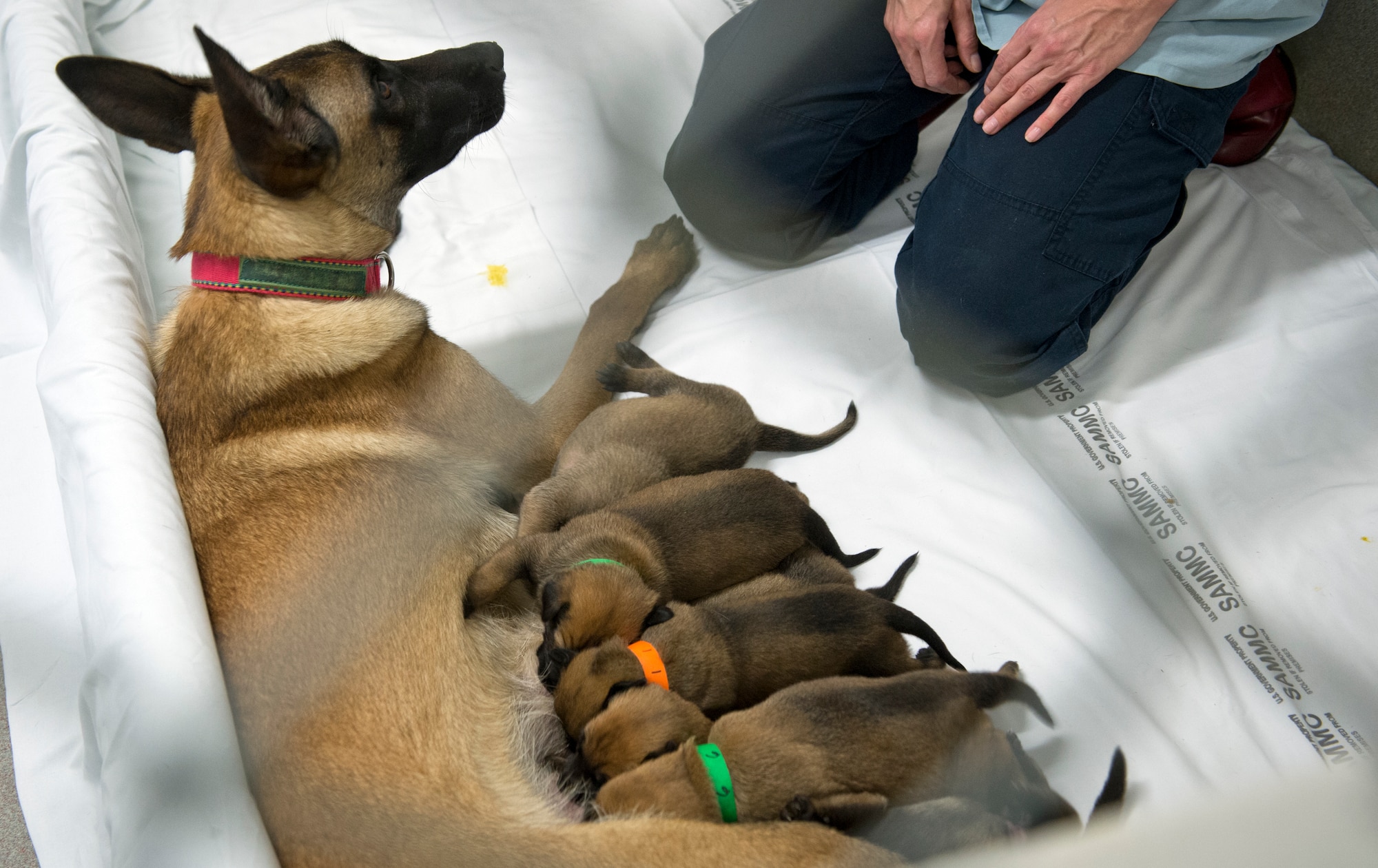 UUkita, a military working dog, feeds her litter of puppies at Joint Base San Antonio-Lackland, Texas. UUkita, gave birth to eight Belgian-bred Malinois puppies. The puppies will be kept in a secure location to prevent sickness before training the dogs for military work. When the dogs are mature enough to train, they will filter through a selection process to determine which dogs are qualified for military work. (U.S. Air force photo/Staff Sgt. Vernon Young Jr.)