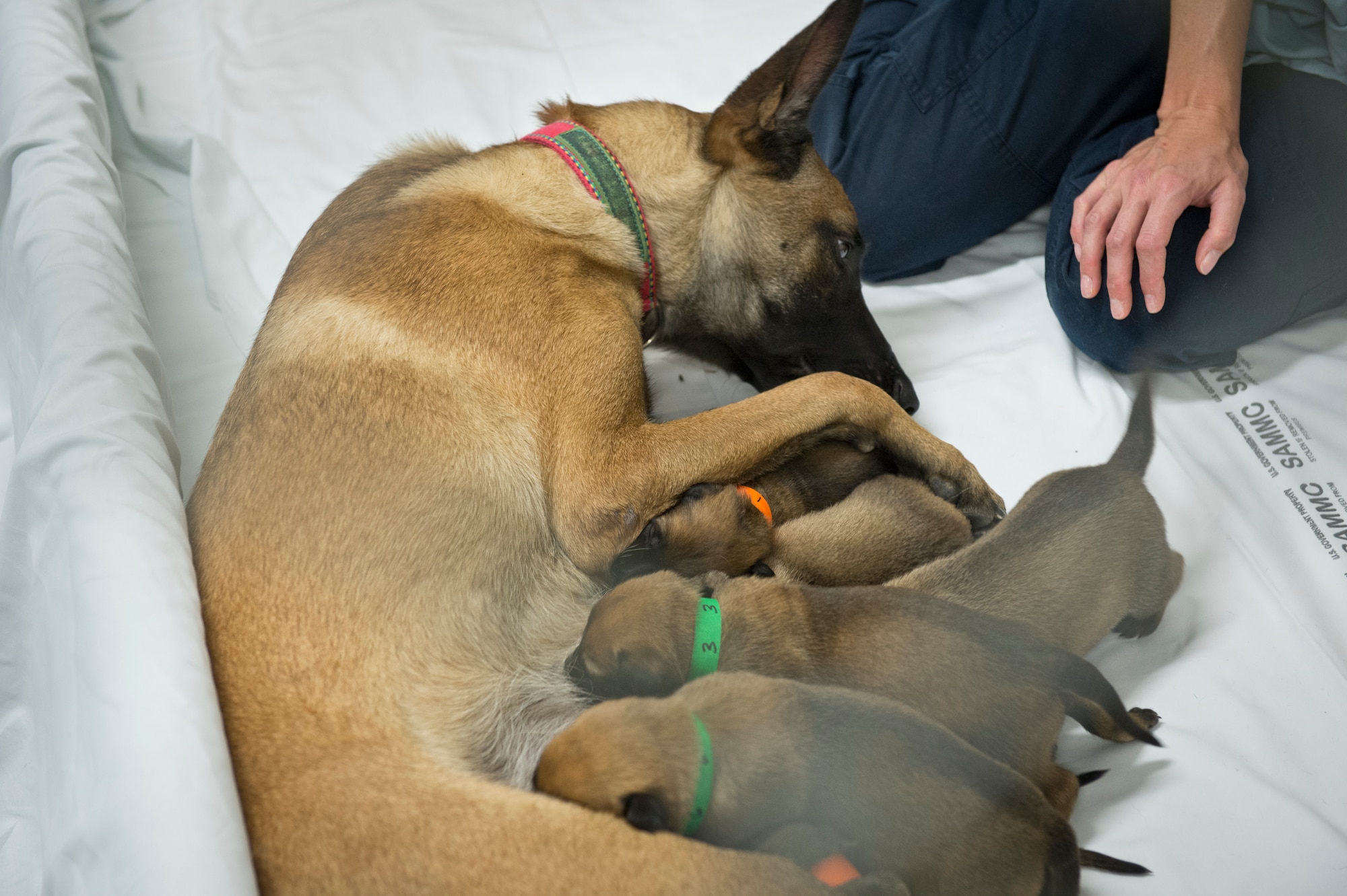 UUkita, a military working dog with the 802nd Security Forces Squadron, feeds her litter of puppies at Joint Base San Antonio-Lackland, Texas. UUkita, gave birth to eight Belgian-bred Malinois puppies. The puppies will be kept in a secure location to prevent sickness before training the dogs for military work. When the dogs are mature enough to train, they will filter through a selection process to determine which dogs are qualified for military work. (U.S. Air force photo/Staff Sgt. Vernon Young Jr.)