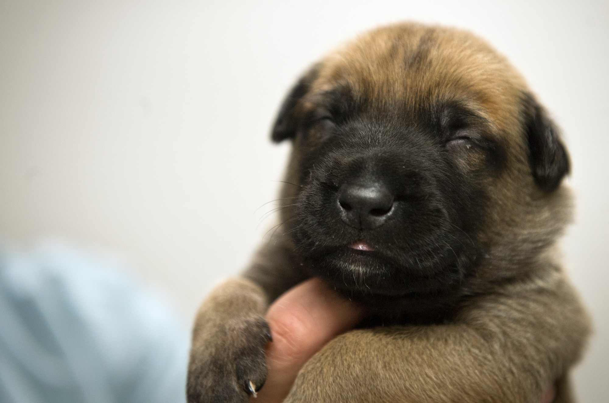 UUkita, a military working dog with the 802nd Security Forces Squadron, gave birth to eight puppies at Joint Base San Antonio-Lackland, Texas. The puppies will be kept in a secure location to prevent sickness before training the dogs for military work. When the dogs are mature enough to train, they will filter through a selection process to determine which dogs are qualified for military work. (U.S. Air force photo/Staff Sgt. Vernon Young Jr.)