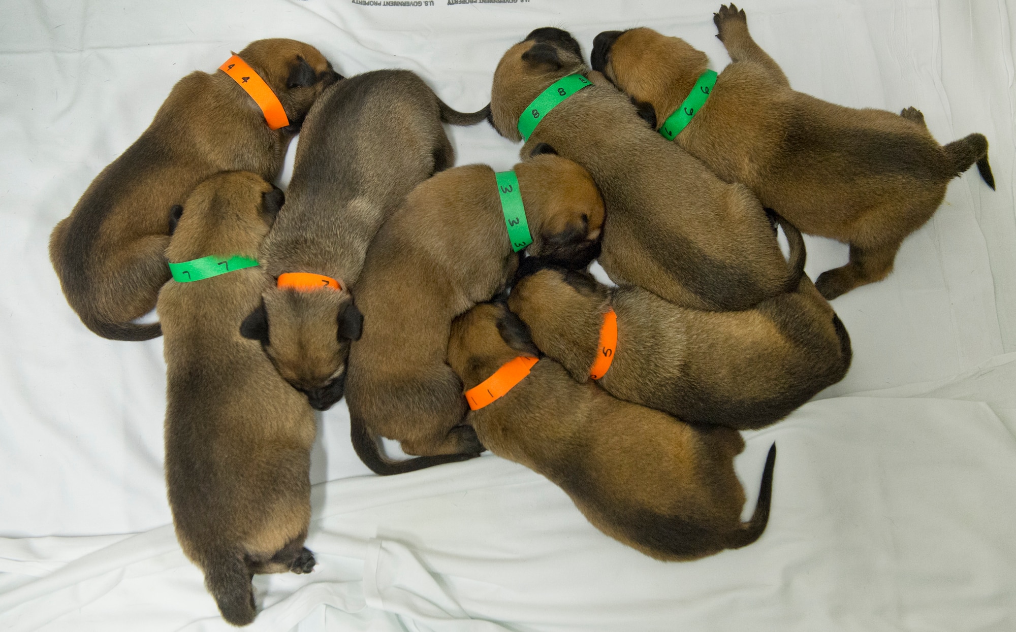 Puppies huddle together prior to being fed at Joint Base San Antonio-Lackland, Texas. The puppies will be kept in a secure location to prevent sickness before training the dogs for military work. When the dogs are mature enough to train, they will filter through a selection process to determine which dogs are qualified for military work. (U.S. Air force photo/Staff Sgt. Vernon Young Jr.)