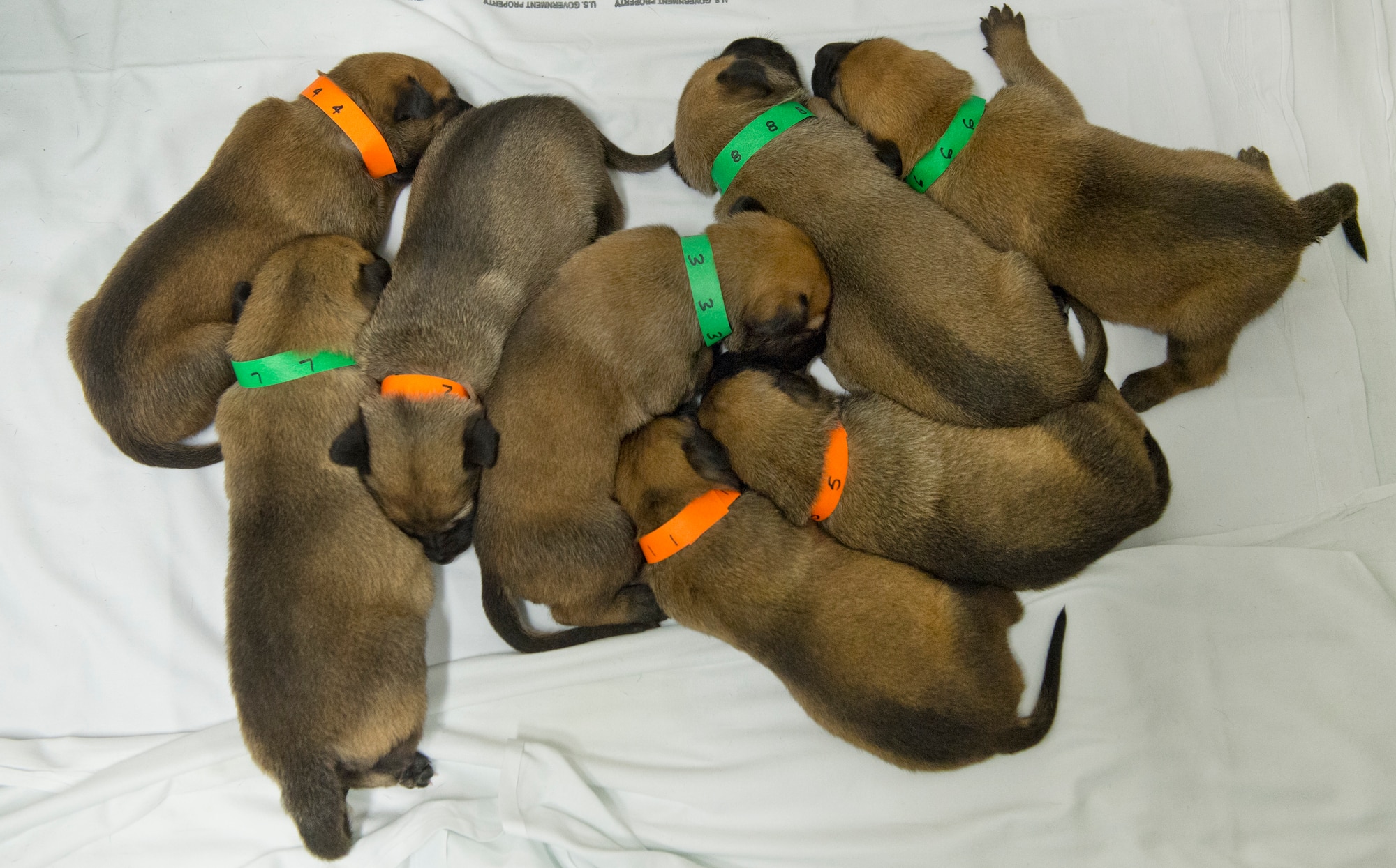 Puppies huddle together prior to being fed at Joint Base San Antonio-Lackland, Texas. The puppies will be kept in a secure location to prevent sickness before training the dogs for military work. When the dogs are mature enough to train, they will filter through a selection process to determine which dogs are qualified for military work. (U.S. Air force photo/Staff Sgt. Vernon Young Jr.)