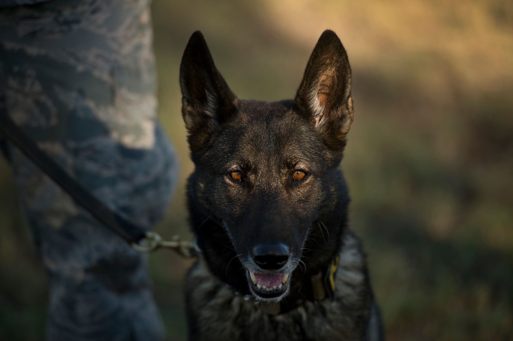 JJany, a military working dog, waits for his next training exercise command at Joint Base San Antonio-Lackland, Texas. JJany, a Dutch shepherd, has been performing active duty assignments for several tours and is one of the senior service dogs on JBSA-Lackland. (U.S. Air force photo/Staff Sgt. Vernon Young Jr.)