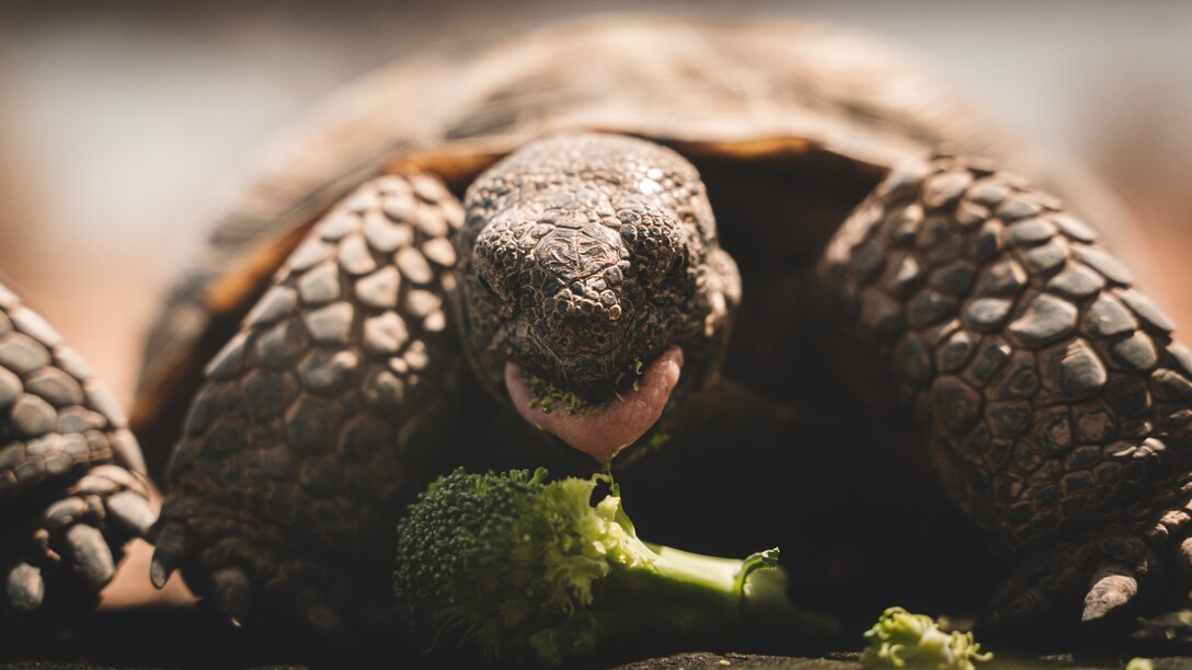 Louise, a Desert Tortoise at the Tortoise Research and Captive Rearing Site Compound, eats a broccoli floret on Marine Corps Air Ground Combat Center, Twentynine Palms, Calif., April 5, 2021. The TRCRS site and Head Start Program, run by the MCAGCC Environmental Affairs directorate is a part of the Marine Corps' commitment to environmental stewardship.